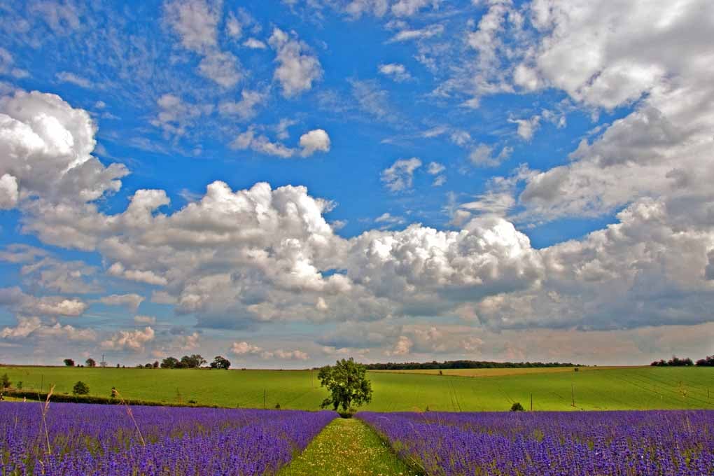 Lavender Field Purple Flowers Cotswolds UK Photograph Print