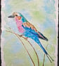 Lilac-Breasted Roller 1 Original Watercolour Painting