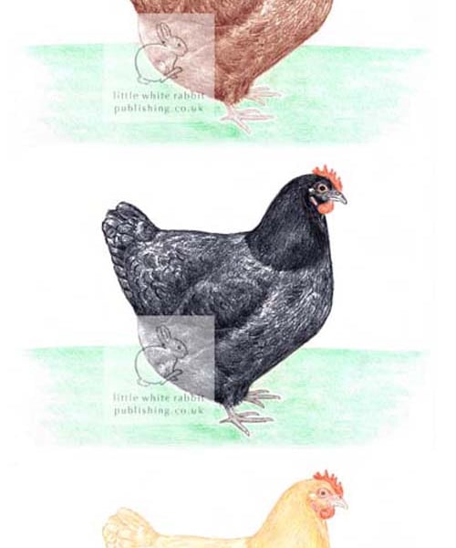 Three Hens - Birthday Card