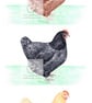 Three Hens - Birthday Card - Image 1