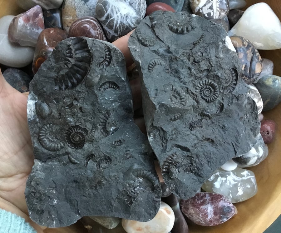 Large Fossil Multi Ammonite Cluster Rock Ornament, Collectable, Photography Prop