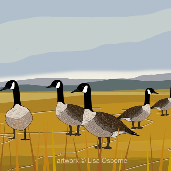 Canada geese - bird art print