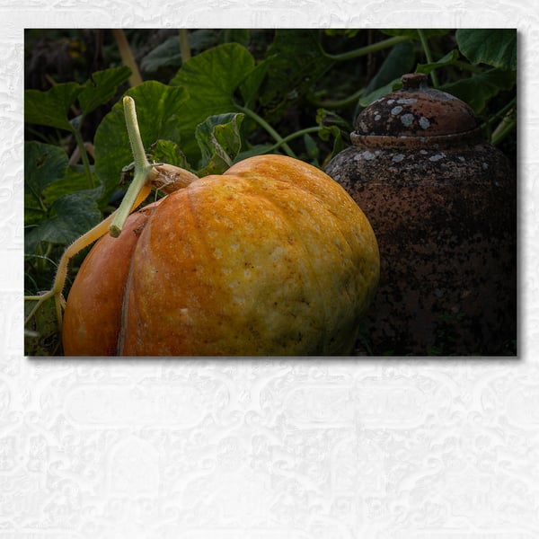 Ripe pumpkin ready to harvest in garden. 