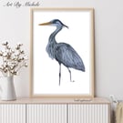 Great Blue Heron - Limited Prints - 11x14”