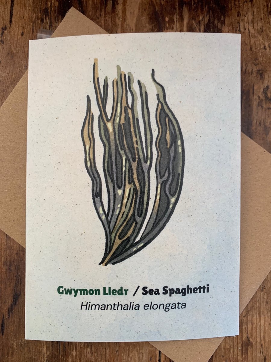 Single Seaweed Greeting Card - Sea Spaghetti