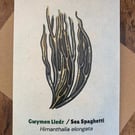 Single Seaweed Greeting Card - Sea Spaghetti