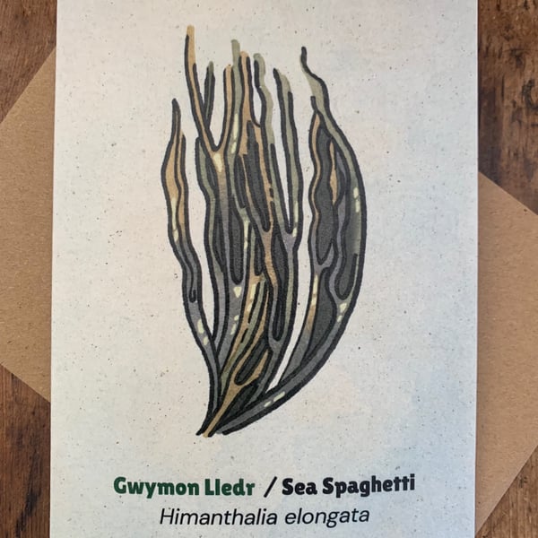 Single Seaweed Greeting Card - Sea Spaghetti