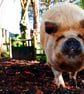 New Zealand Kunekune Pig Photograph Print - Image 1