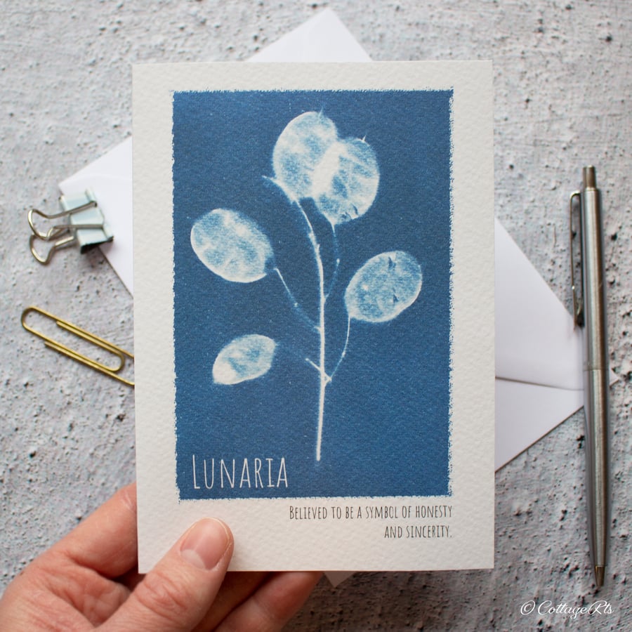 Honesty Plant Lunaria Cyanotype Greeting Card Designed By CottageRts