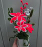 Everlasting Chenille Lily Arrangement - Choose Your Colour - Handmade Gift - Fre - Image 3