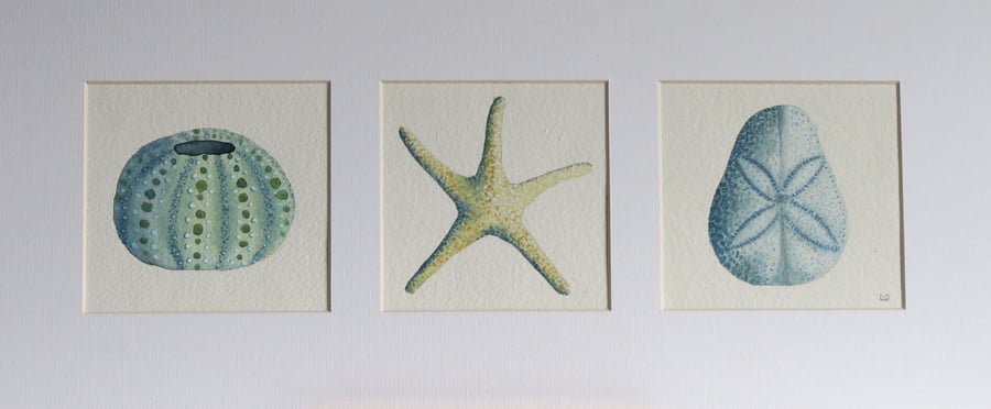 Sea urchin, sand dollar and starfish watercolour triptych painting illustration