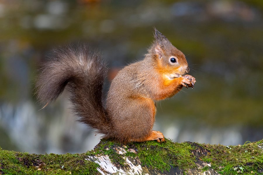 Red squirrel and the hazelnut print
