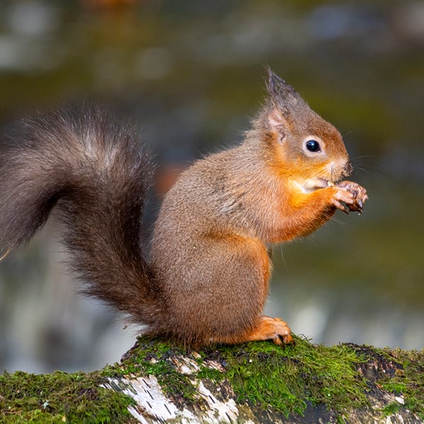 Red squirrel and the hazelnut print