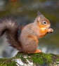 Red squirrel wall art print, British wildlife photography - Image 2