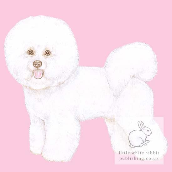 Mimi the Bichon Frise on Pink - Blank Card