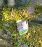 Unique Chuky Light Green Seaham Seaglass Wide Textured Spiral  Ring  - Image 9