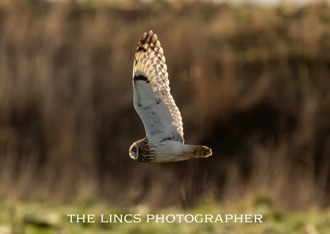 Short Eared Owl print (Limited edition of 10)