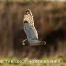 Short Eared Owl print (Limited edition of 10)