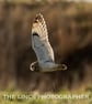 Short Eared Owl print (Limited edition of 10)