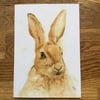 Free UK post  - A5 blank card of Harlyn Hare 