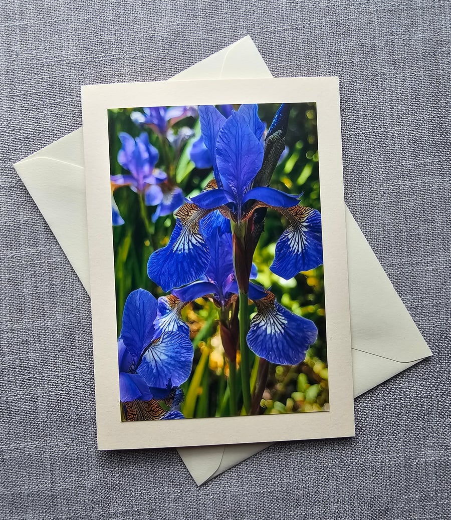 Blue Iris Large Photographic Card Size 7" x 5"  Blank