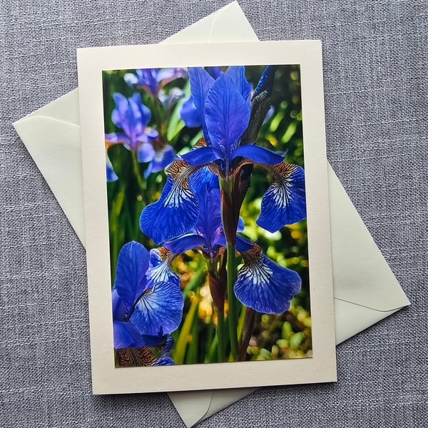 Blue Iris Large Photographic Card Size 7" x 5"  Blank