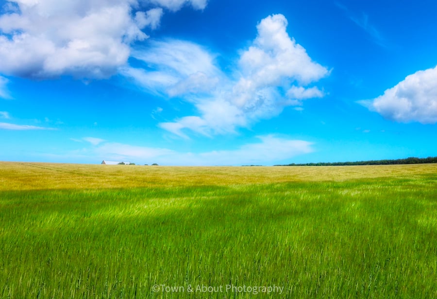 Green Field and Blue Sky, Norfolk – Print and Framed Options Available