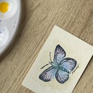 ACEO Original Watercolour Miniature British Blue Butterfly
