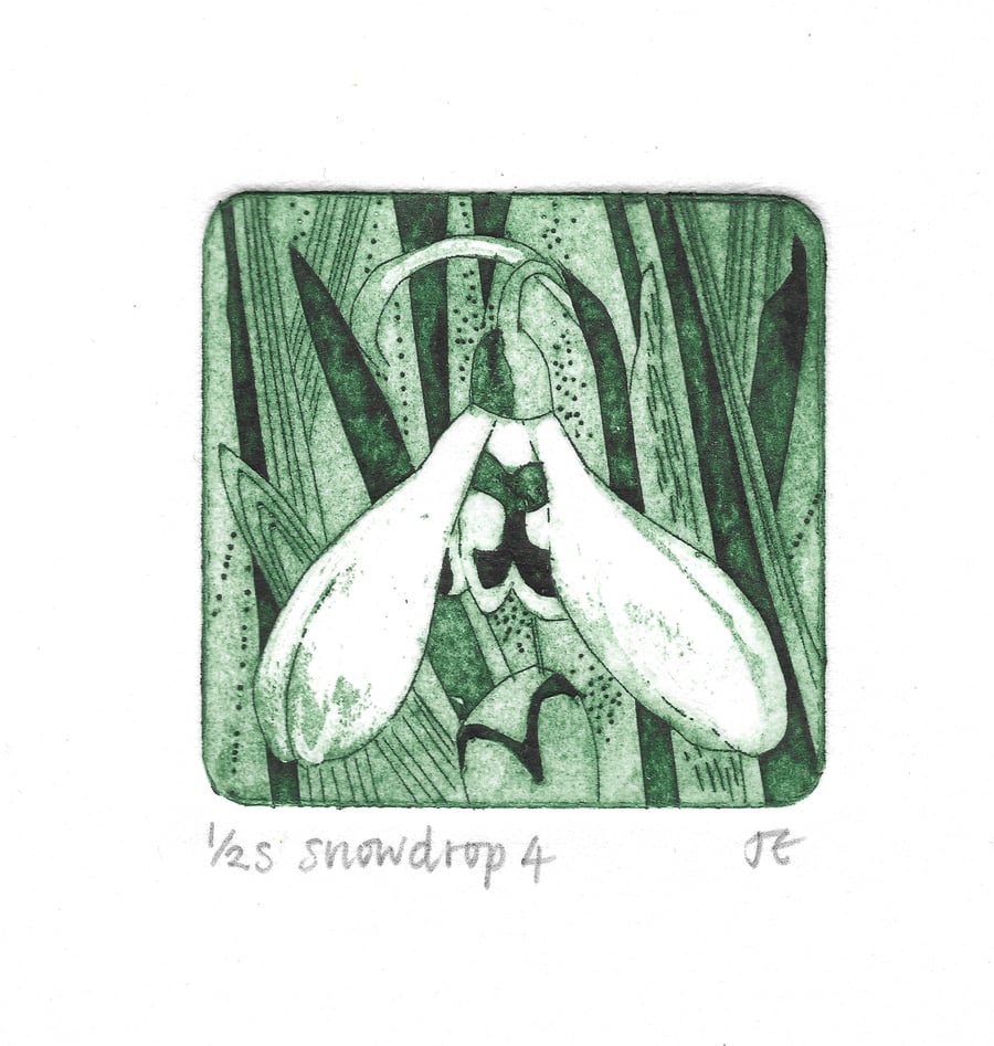 Snowdrop 4