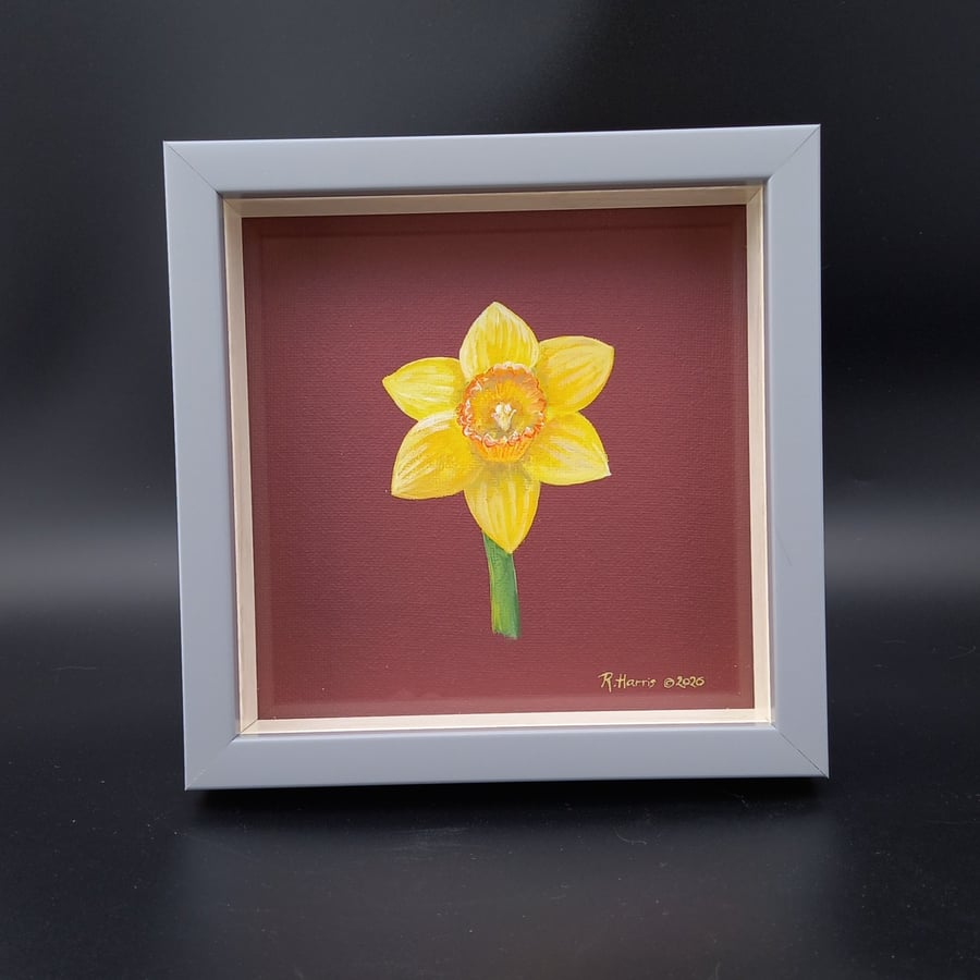 Daffodil Study 2