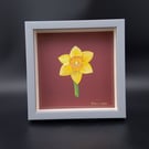 Daffodil Study 2