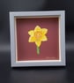 Daffodil Study 2