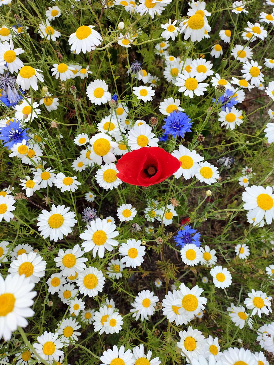 Wildflower greeting card, blank