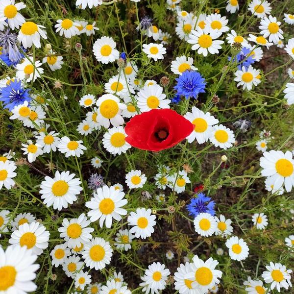 Wildflower greeting card, blank