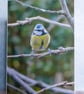 4 Blue Tit Greetings Cards - Ethically Made - Image 3