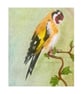 Original European Goldfinch Colour Pencil Drawing - Image 2