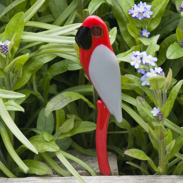 Red and Grey Pot Parrot in Fused Glass - 6112