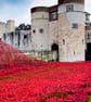 Tower of London Red Poppies England UK 12"x18" Print - Image 1