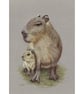 Capybara Original Coloured Pencil Drawing - Image 2