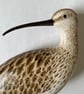 Curlew looking back - Image 3