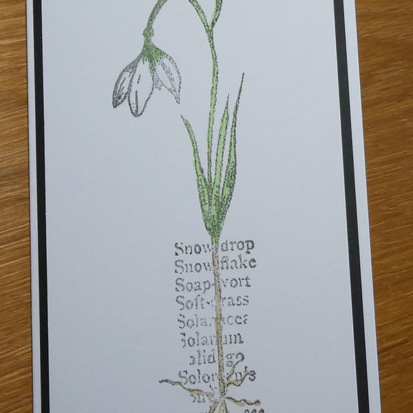 Botanical Style Snowdrop Card - Birthday,  Sympathy 