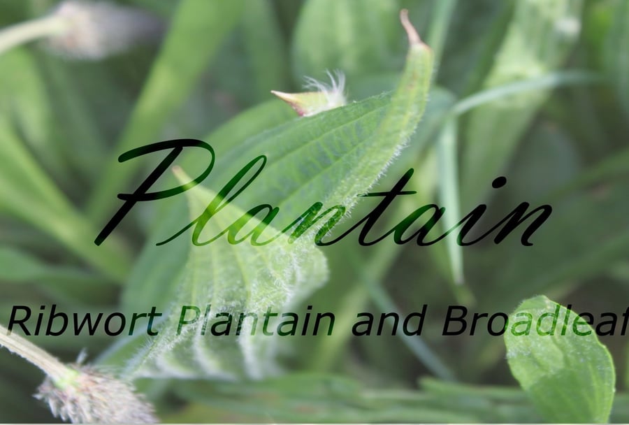 Plantain Plant Profile