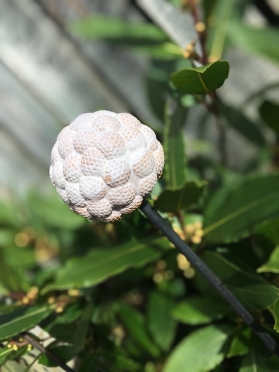 Ceramic garden stake, handmade garden art, indoor or outdoor garden stake