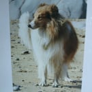 Photographic greetings card of a Sheltie dog on a beach.