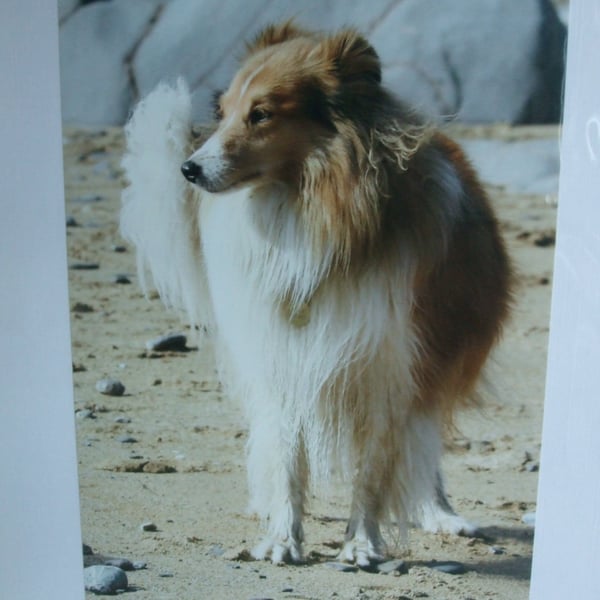 Photographic greetings card of a Sheltie dog on a beach.