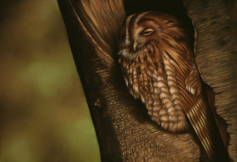 Pastel artwork of a Tawny Owl