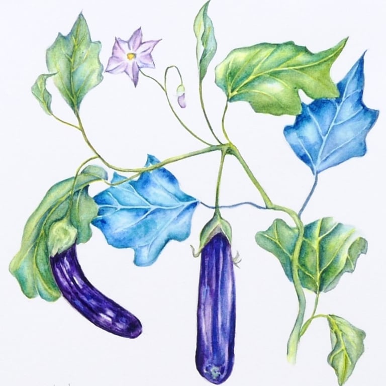 Framed Eggplant Botanical Original Watercolour Painting