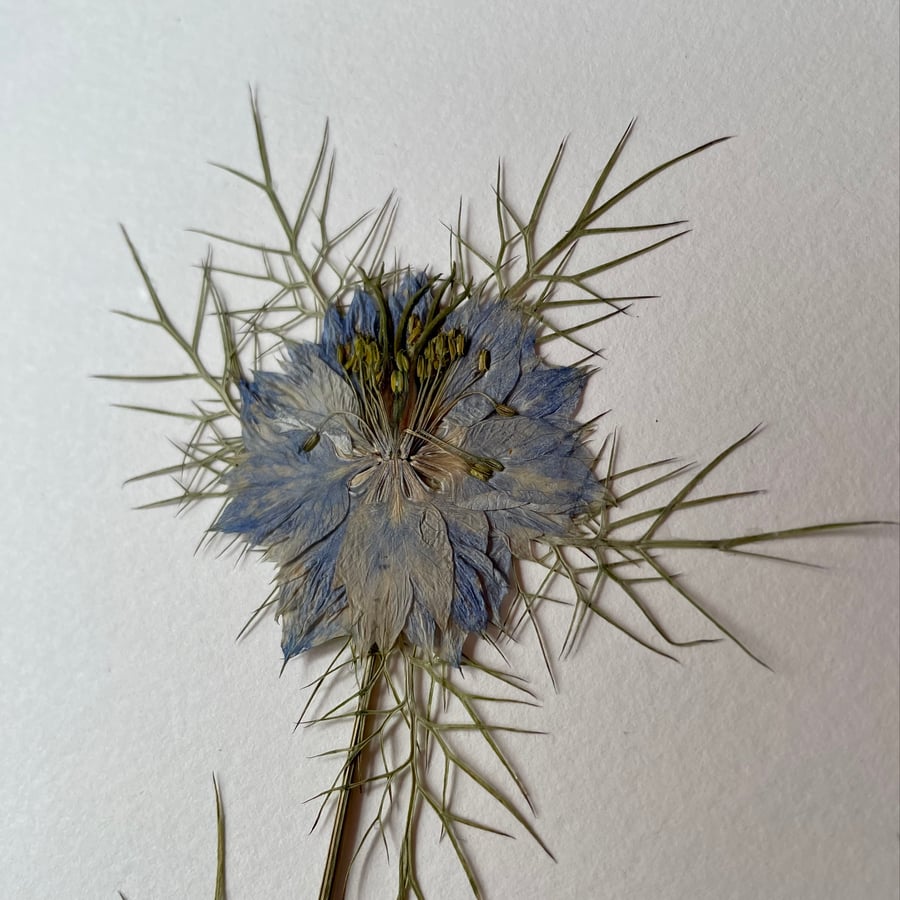Love-In-A-Mist Real Pressed Flower Herbarium Art