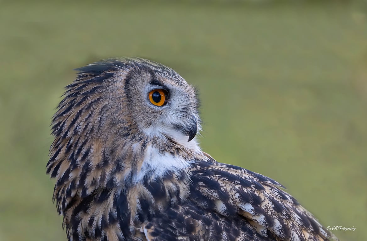 European Eagle Owl - Limited Edition A4 Hand-Signed Mounted Photograph