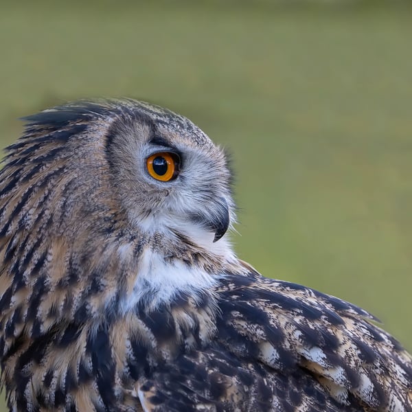 European Eagle Owl - Limited Edition A4 Hand-Signed Mounted Photograph